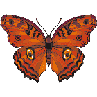 Рисунок бабочки 122