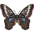 Рисунок бабочки 135