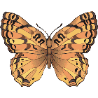Рисунок бабочки 142