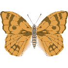 Рисунок бабочки 160